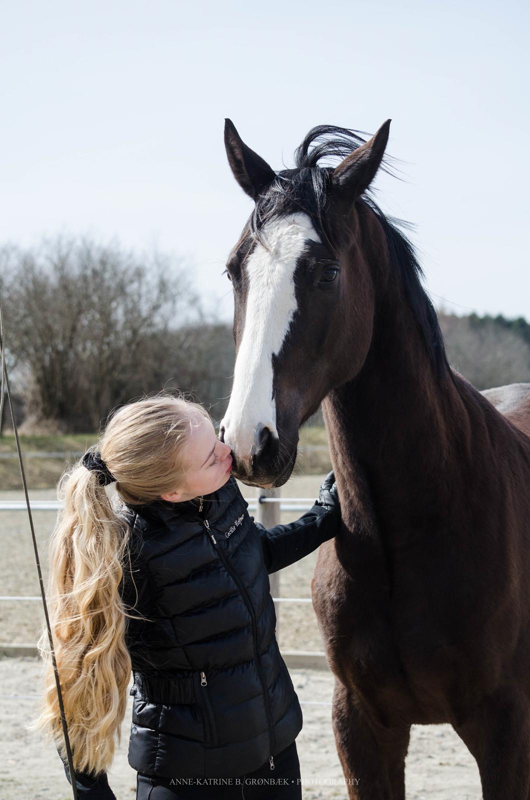 Dansk Varmblod Ebony Knight Trix  billede 9