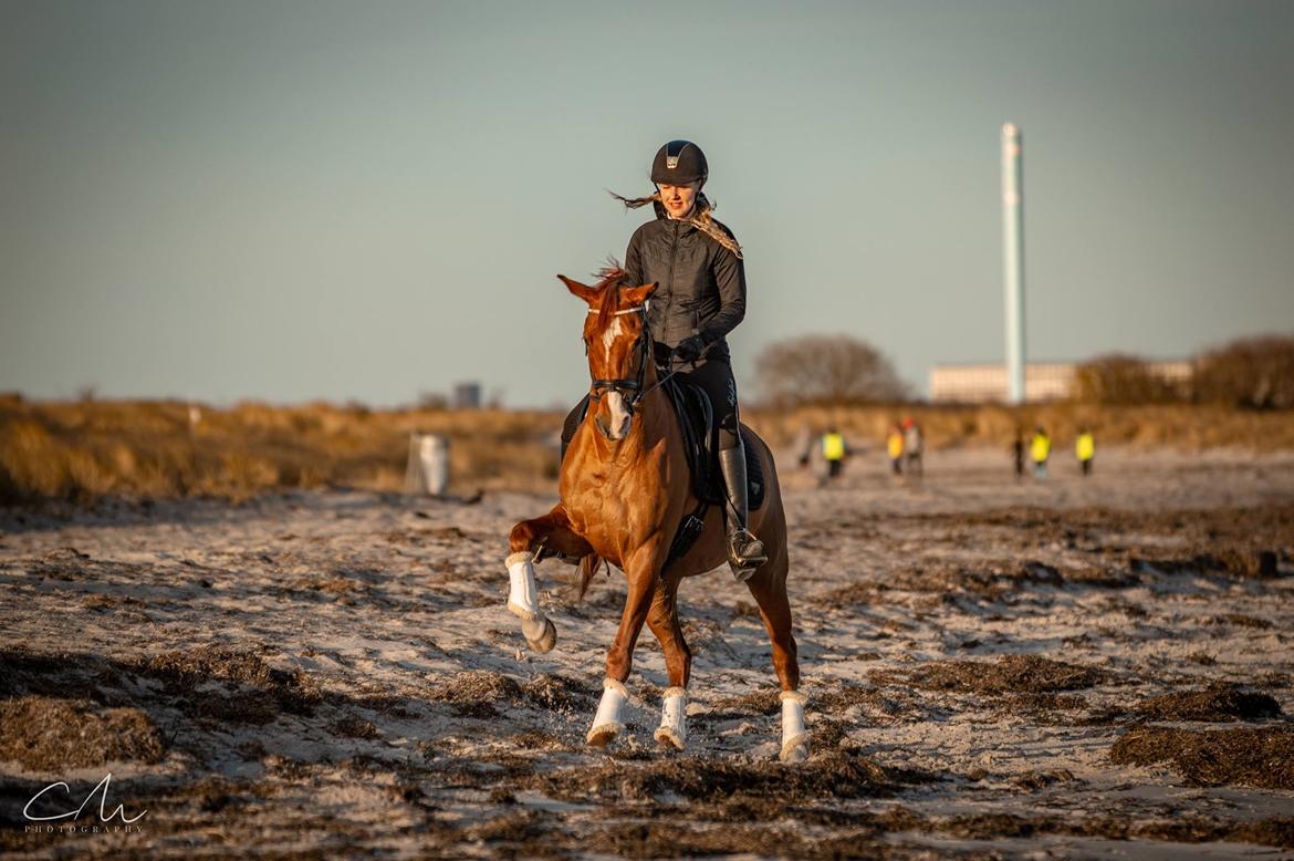 Anden særlig race Magnolias Jessica billede 1