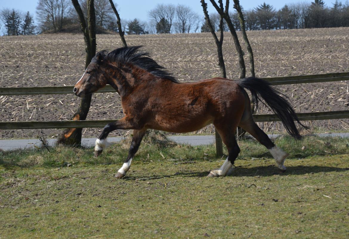 Welsh Mountain (sec A) Chopins Alma billede 5