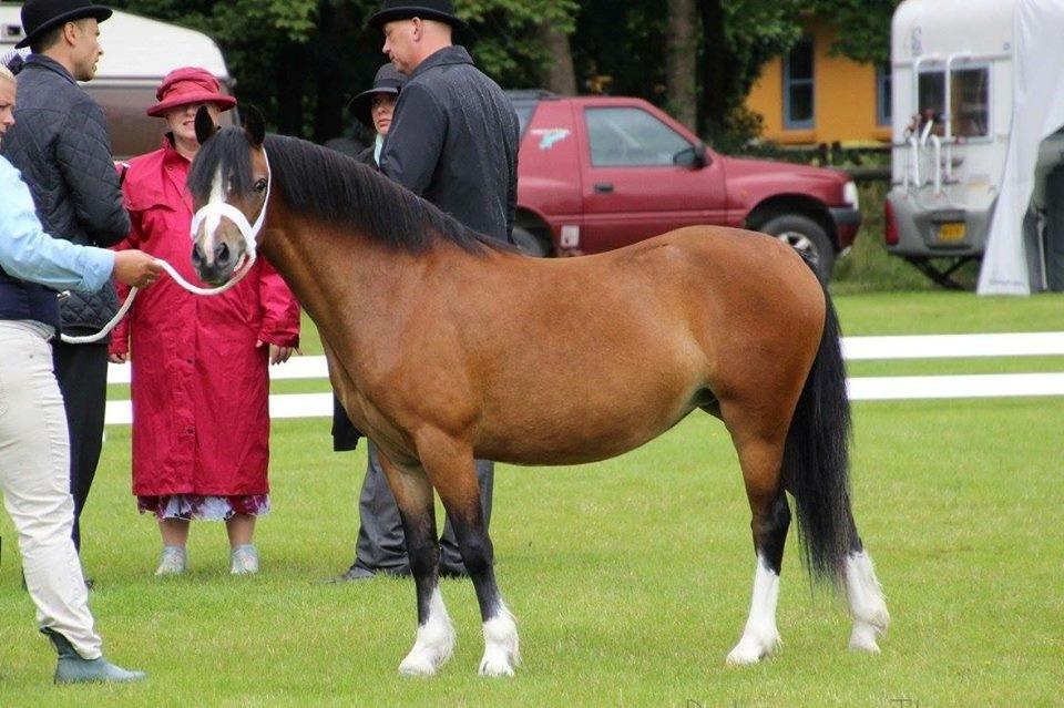 Welsh Mountain (sec A) Chopins Alma billede 7