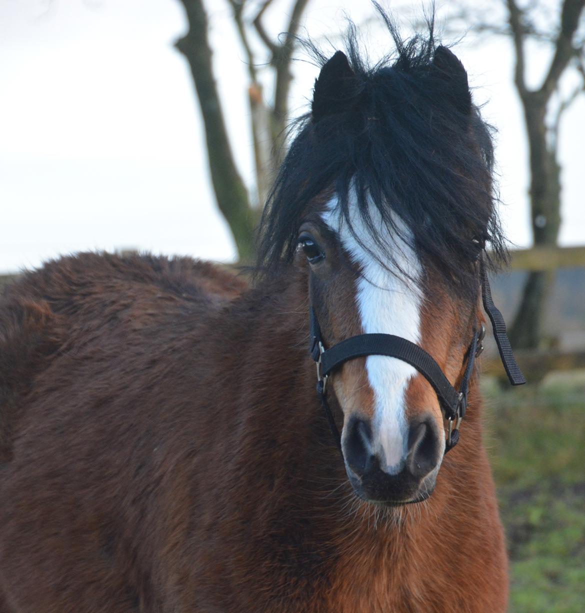Welsh Mountain (sec A) Chopins Alma billede 4