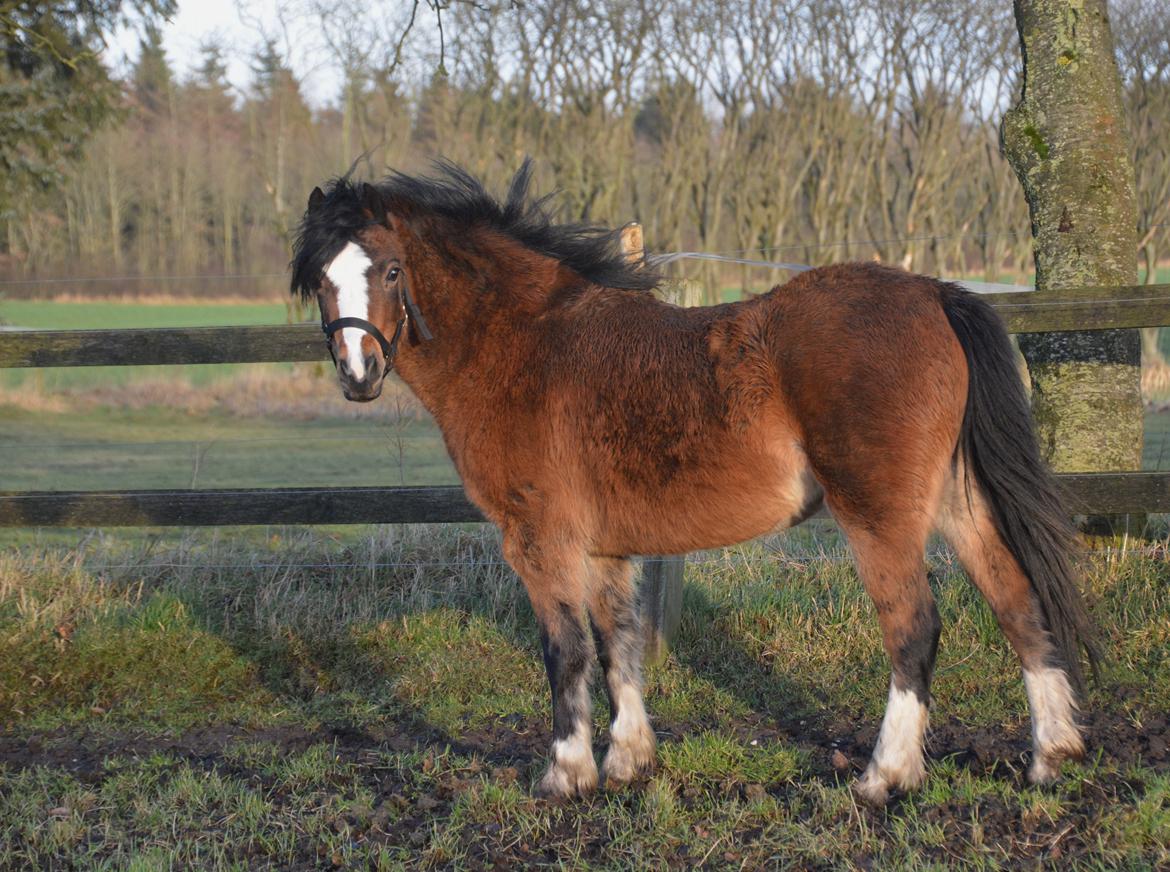 Welsh Mountain (sec A) Chopins Alma billede 8