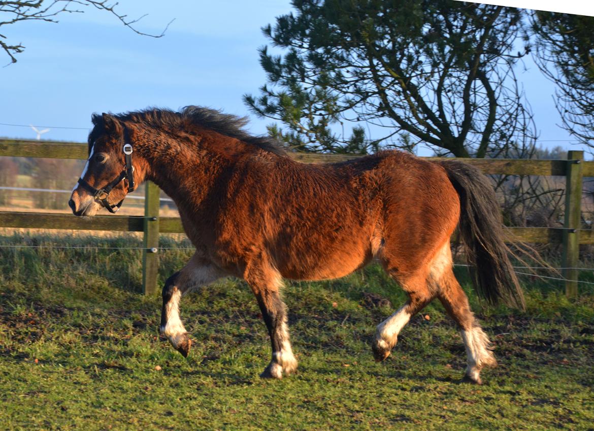 Welsh Mountain (sec A) Chopins Alma billede 9