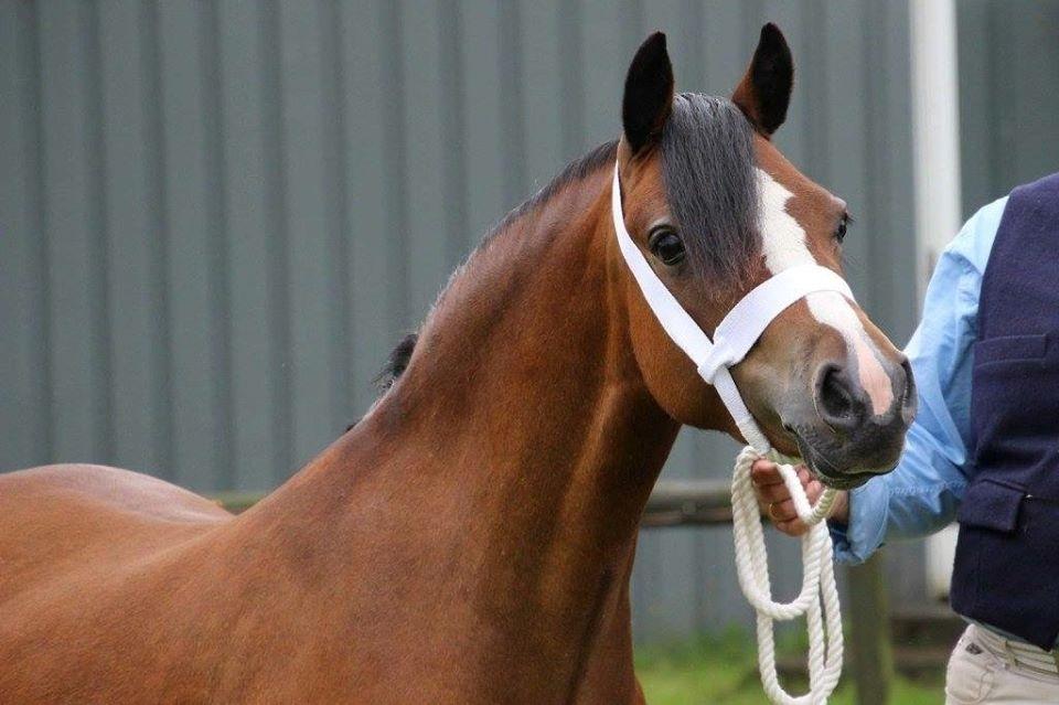 Welsh Mountain (sec A) Chopins Alma billede 6