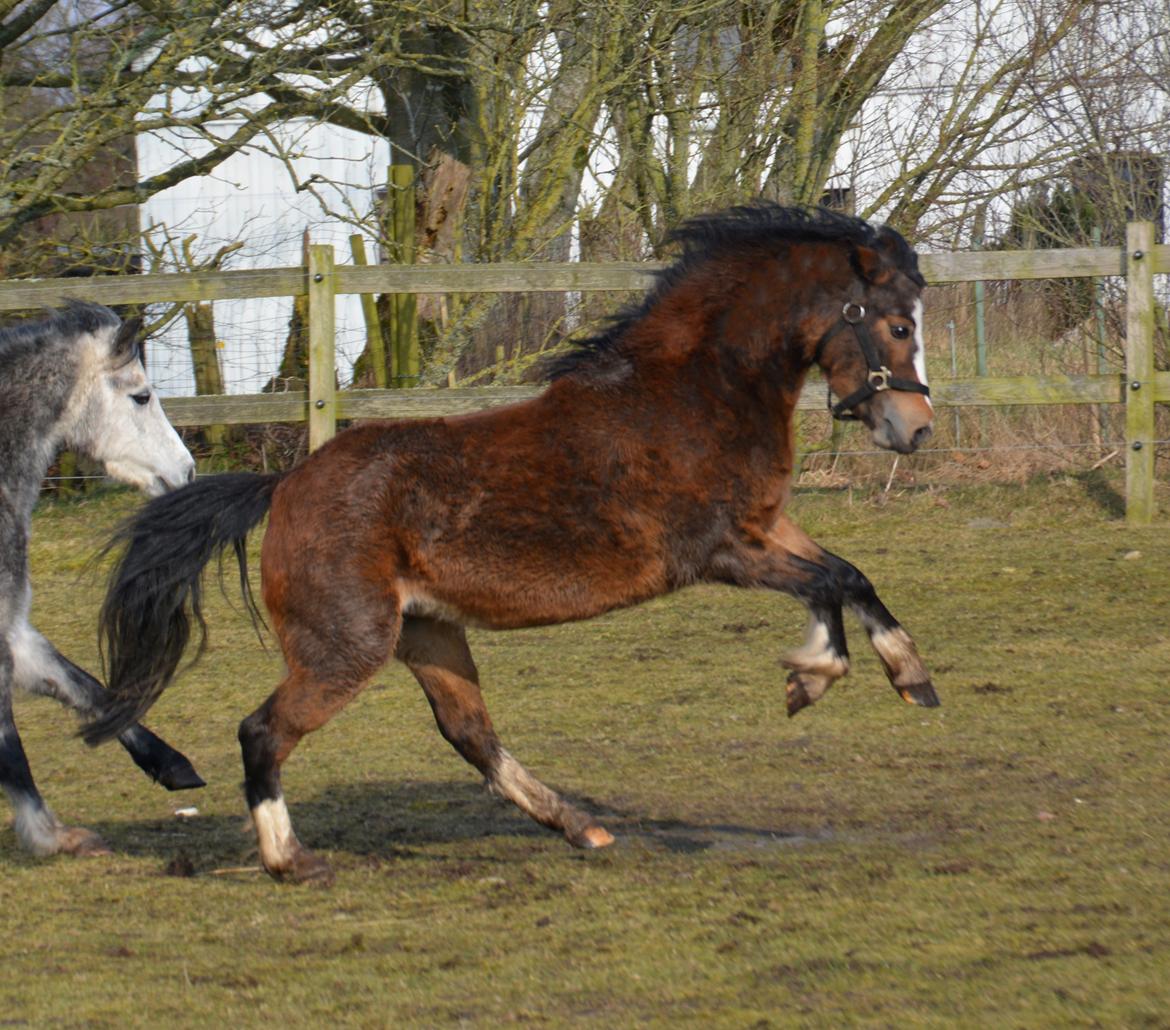 Welsh Mountain (sec A) Chopins Alma billede 11
