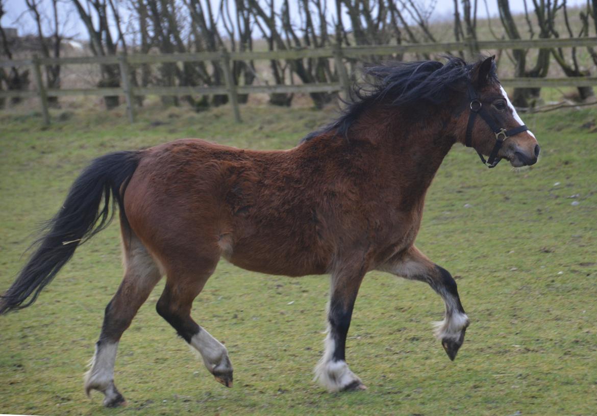 Welsh Mountain (sec A) Chopins Alma billede 10