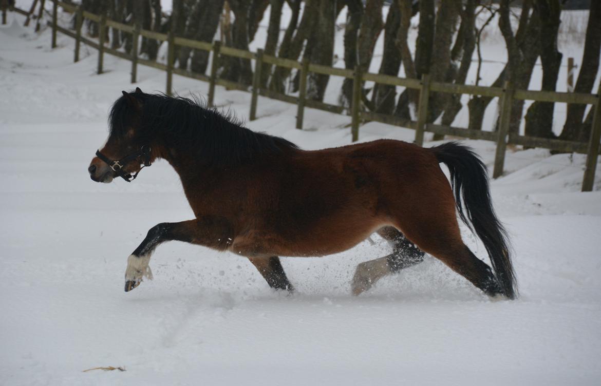 Welsh Mountain (sec A) Chopins Alma billede 13