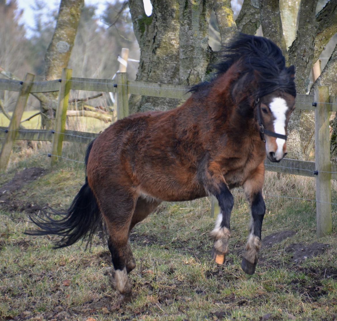 Welsh Mountain (sec A) Chopins Alma billede 14