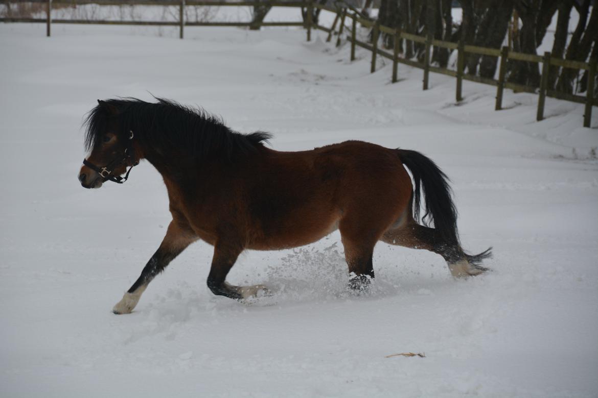 Welsh Mountain (sec A) Chopins Alma billede 15