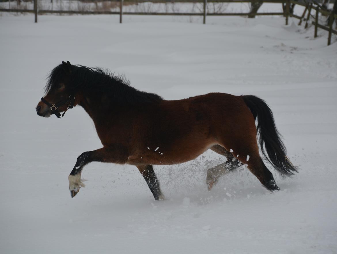 Welsh Mountain (sec A) Chopins Alma billede 12