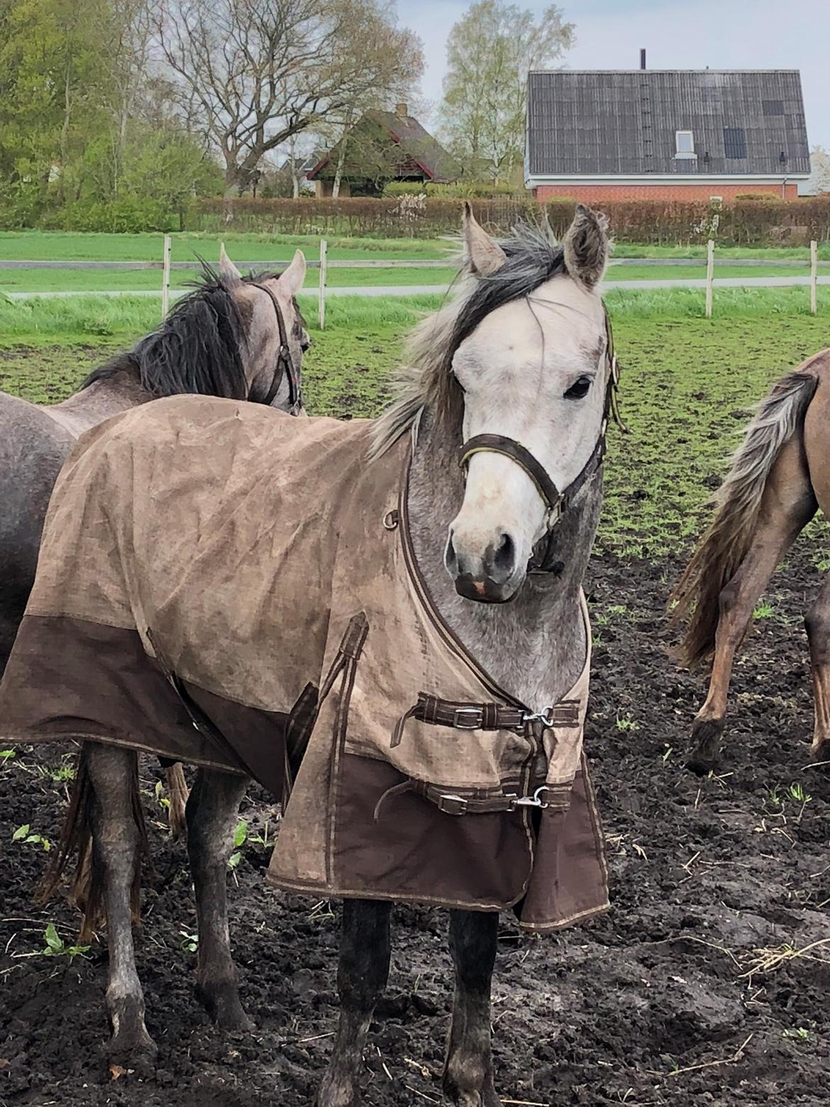 Arabisk fuldblod (OX) Dy zephyr ox billede 1