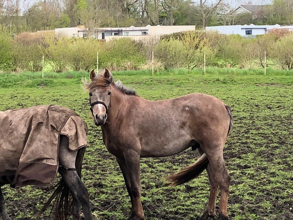 Arabisk fuldblod (OX) Eh maymoun ox billede 6