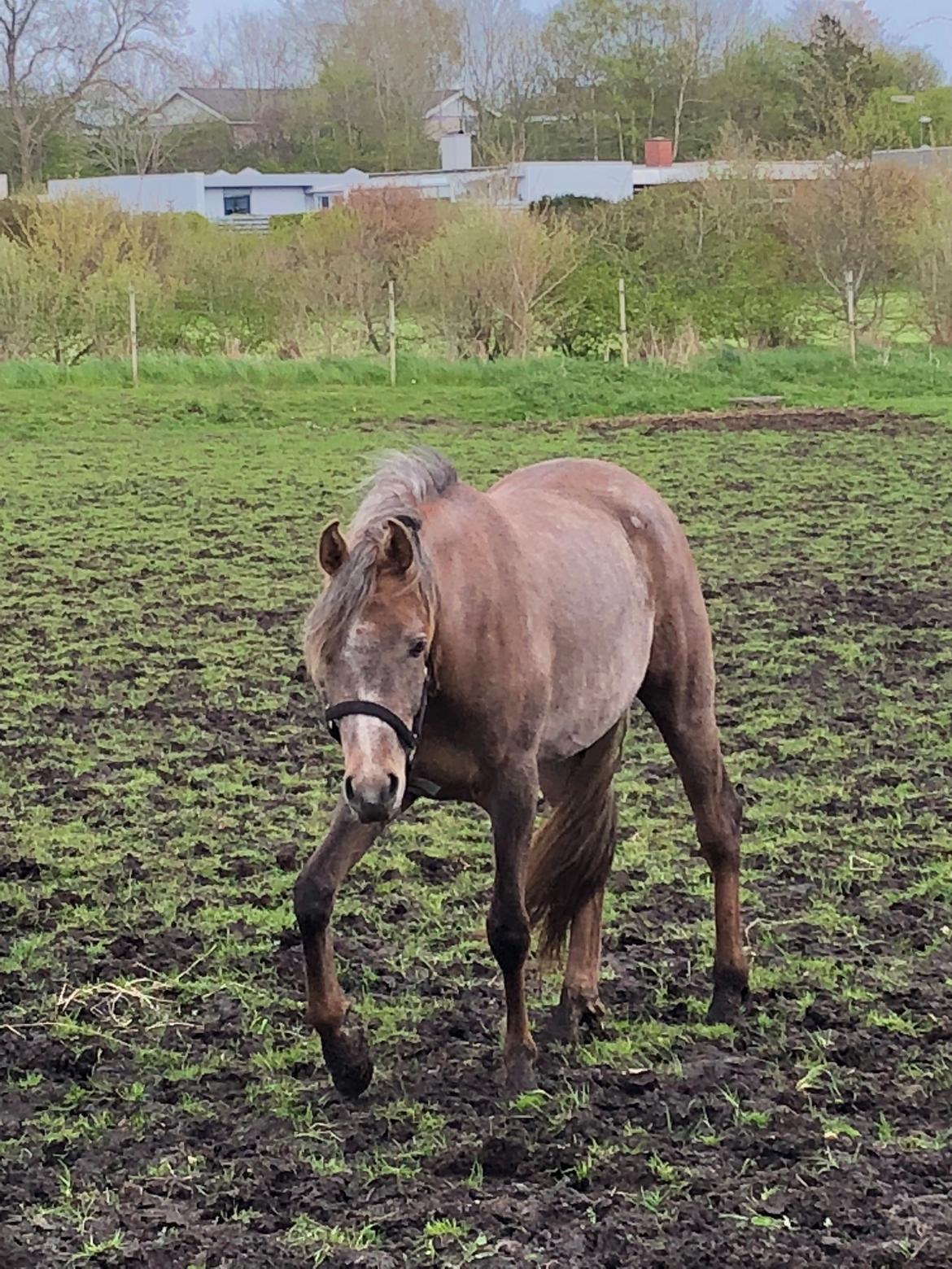 Arabisk fuldblod (OX) Eh maymoun ox billede 7