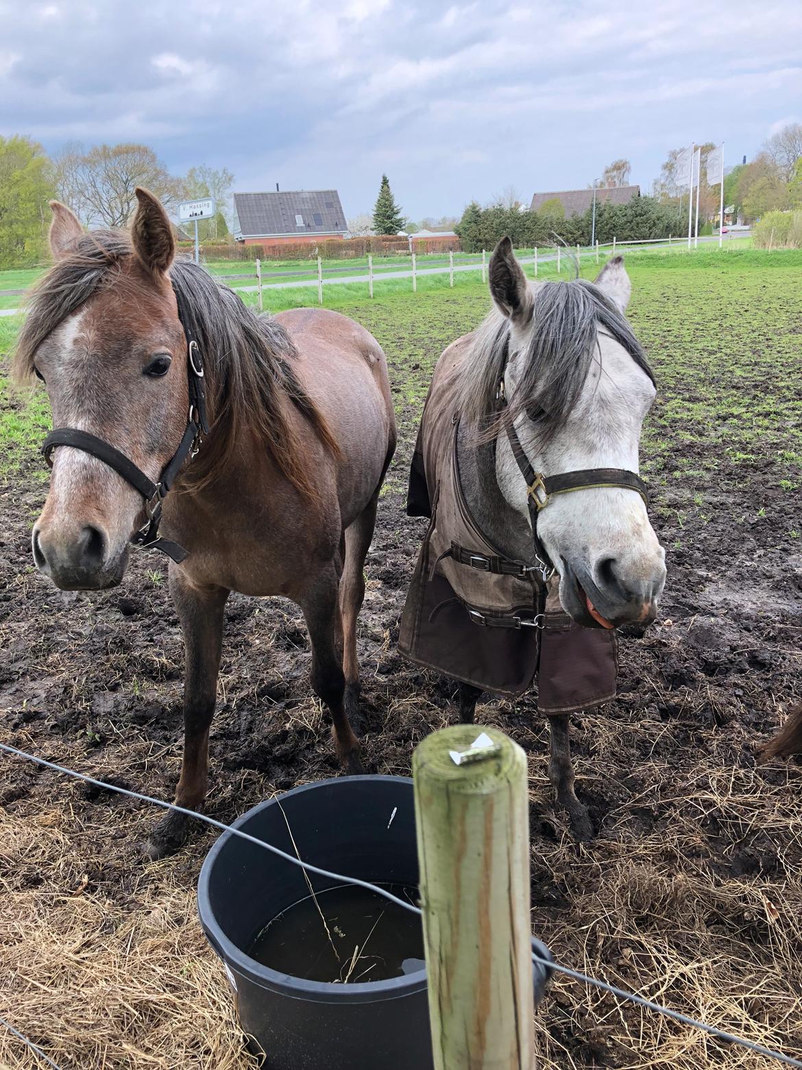 Arabisk fuldblod (OX) Eh maymoun ox billede 9