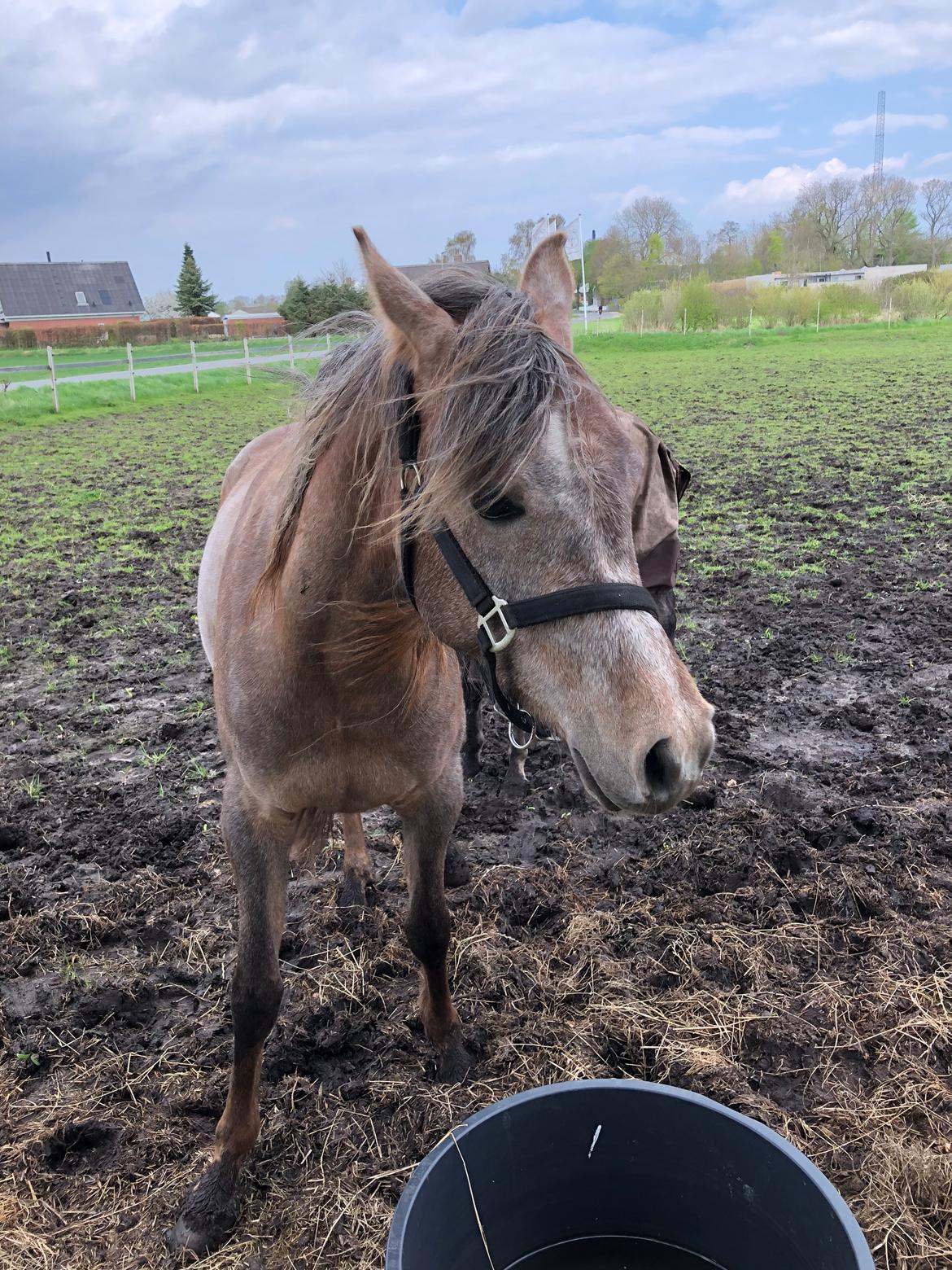 Arabisk fuldblod (OX) Eh maymoun ox billede 8