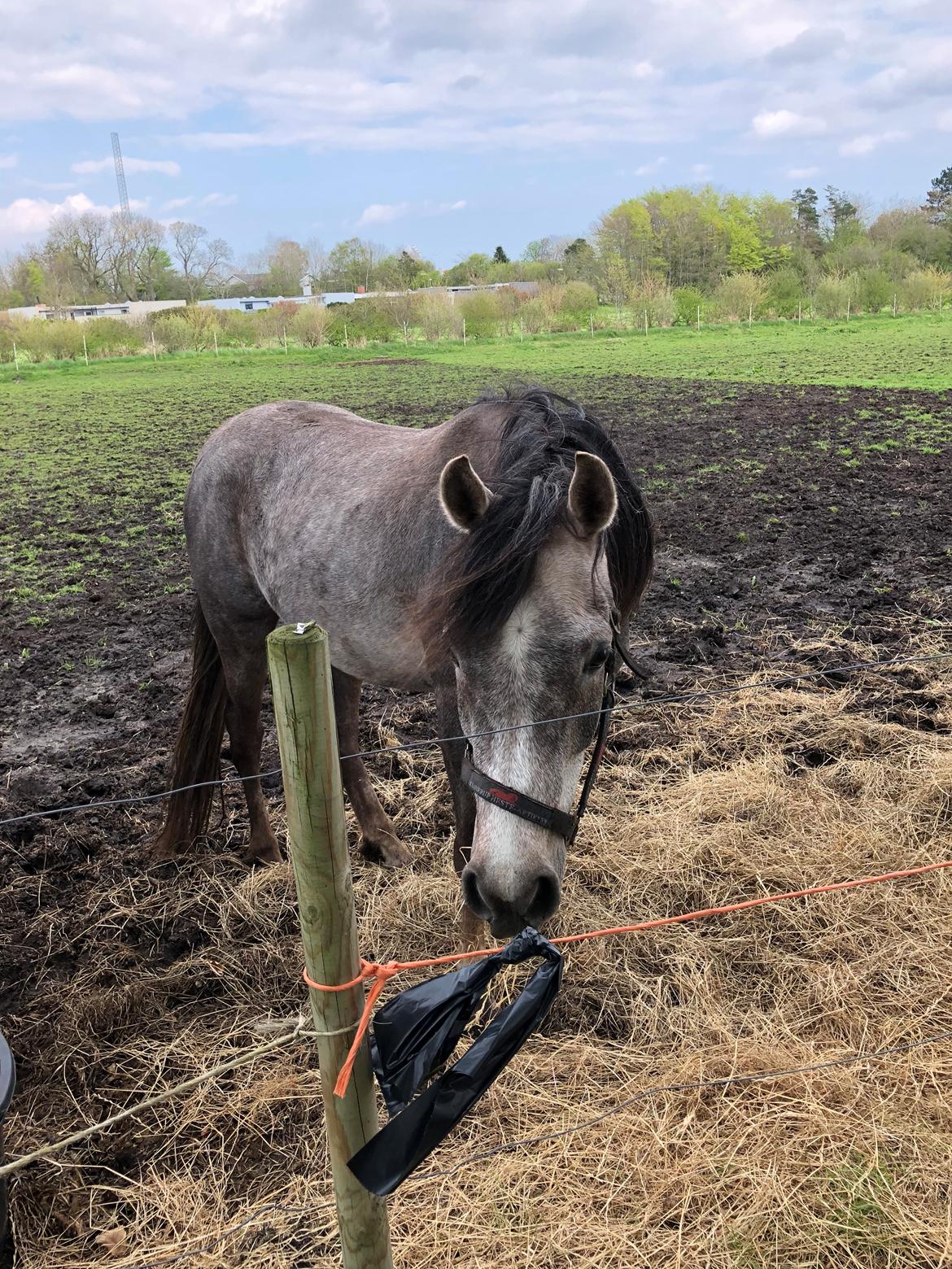 Arabisk fuldblod (OX) Dy ameer pasha ox billede 1