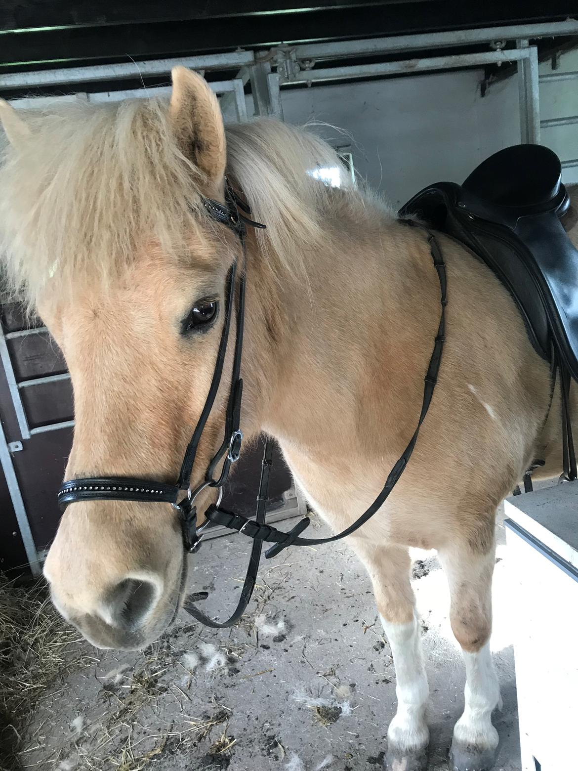 Islænder Jònina fra Isafold  billede 11