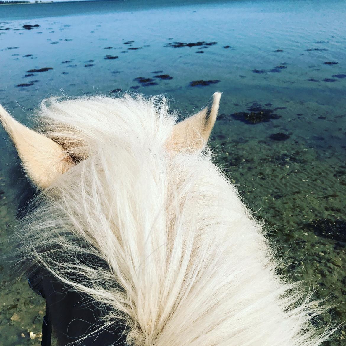 Islænder Jònina fra Isafold  billede 12