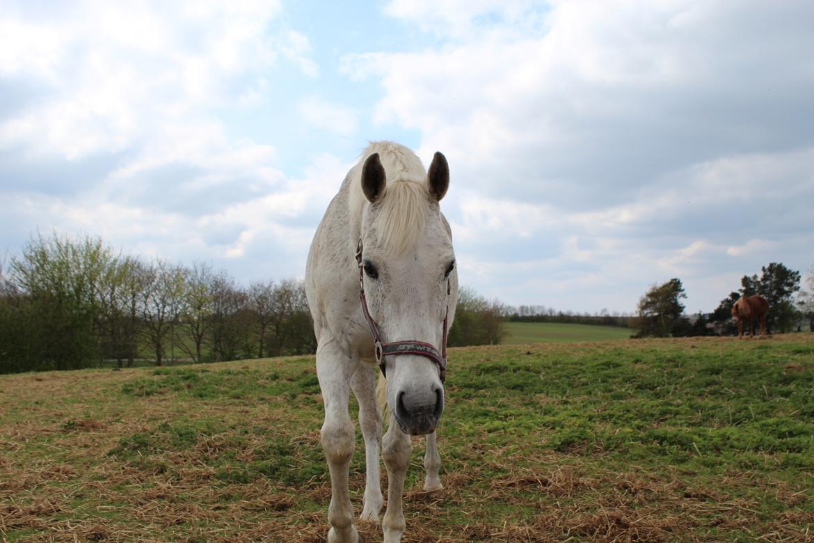 Anden særlig race Happy billede 10