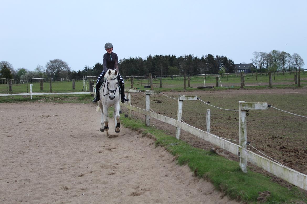 Anden særlig race Happy billede 12