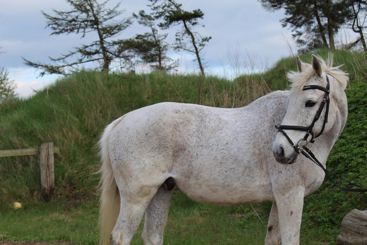Anden særlig race Happy billede 15