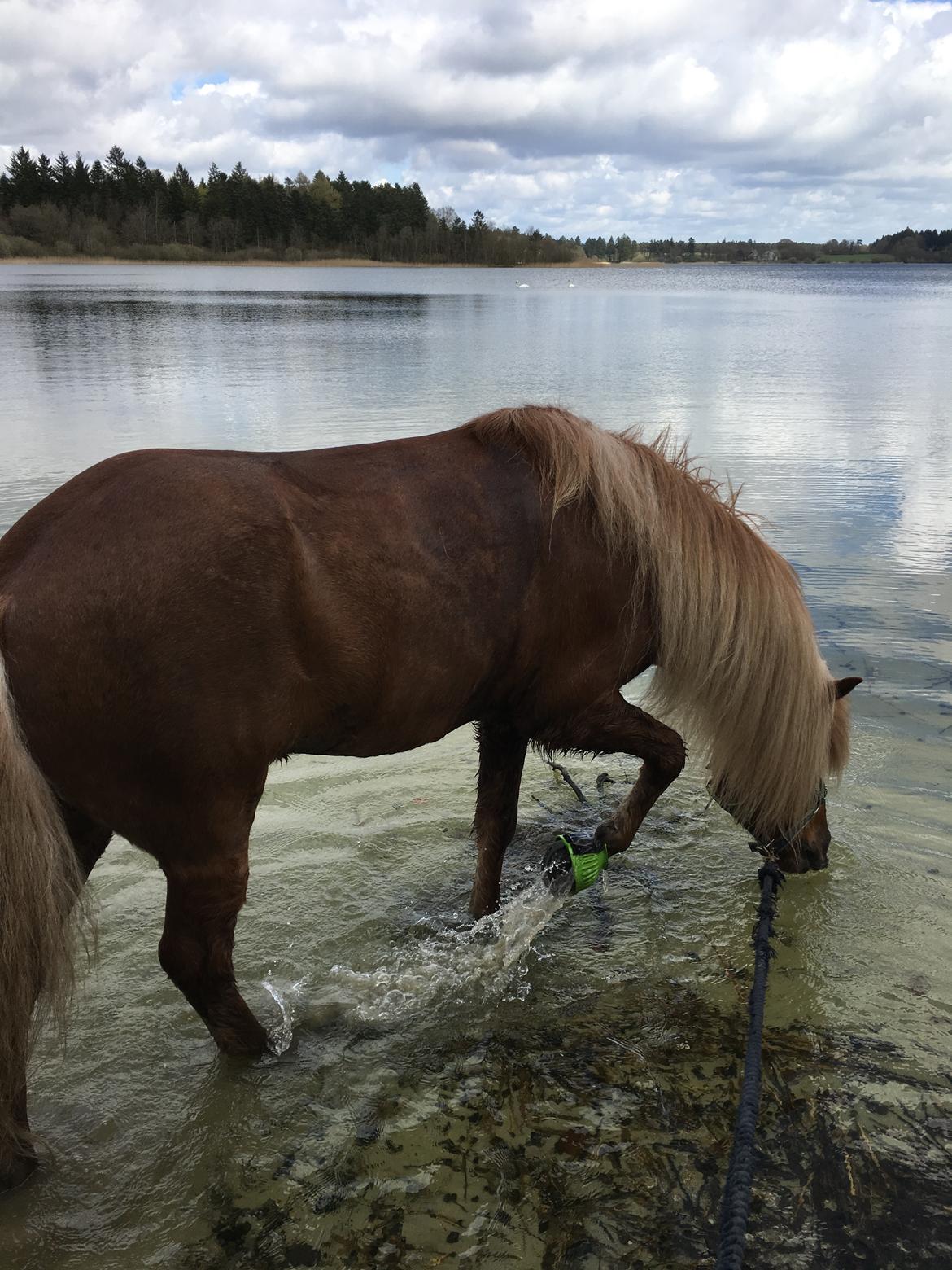 Islænder Svipur fra lyngstrup billede 4