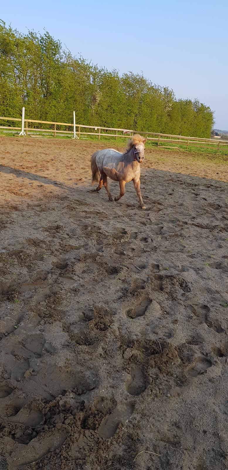 Shetlænder Feline  billede 11