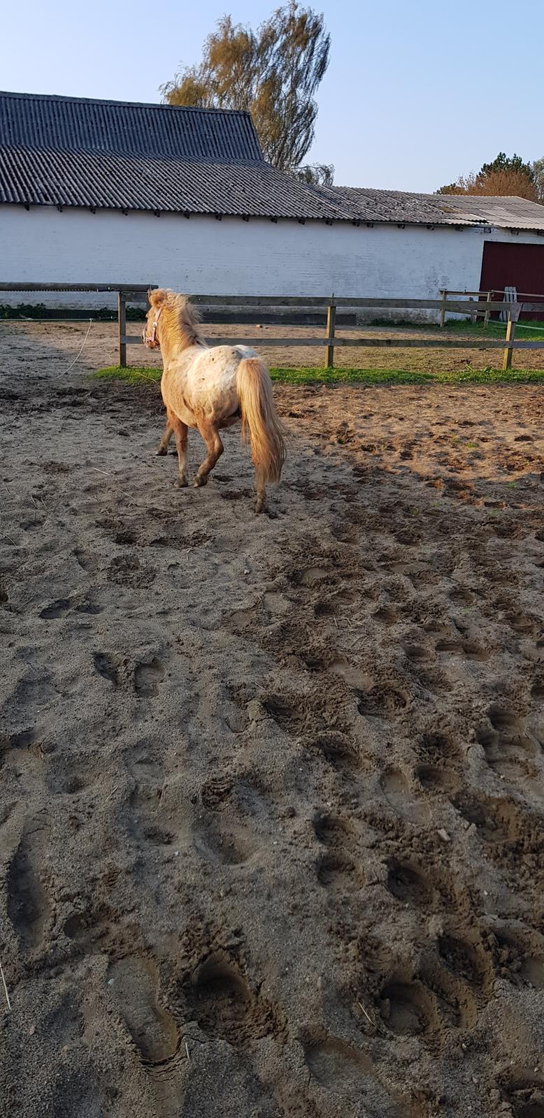 Shetlænder Feline  billede 12