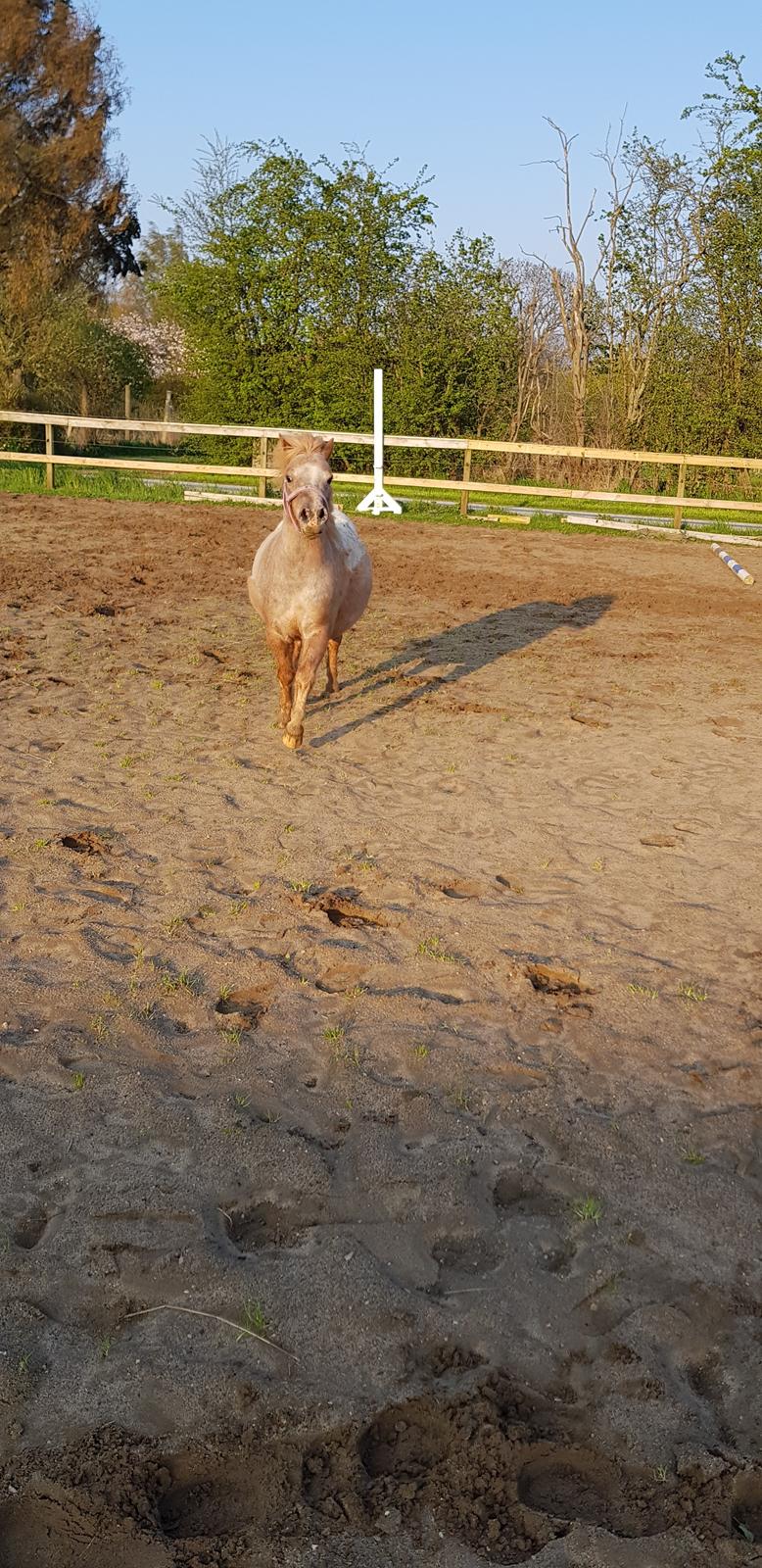 Shetlænder Feline  billede 13