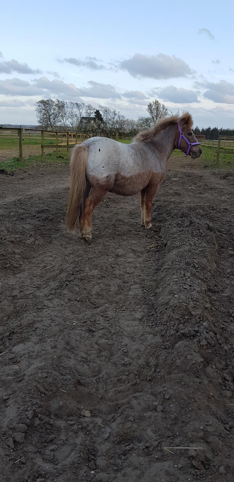 Shetlænder Feline  billede 14