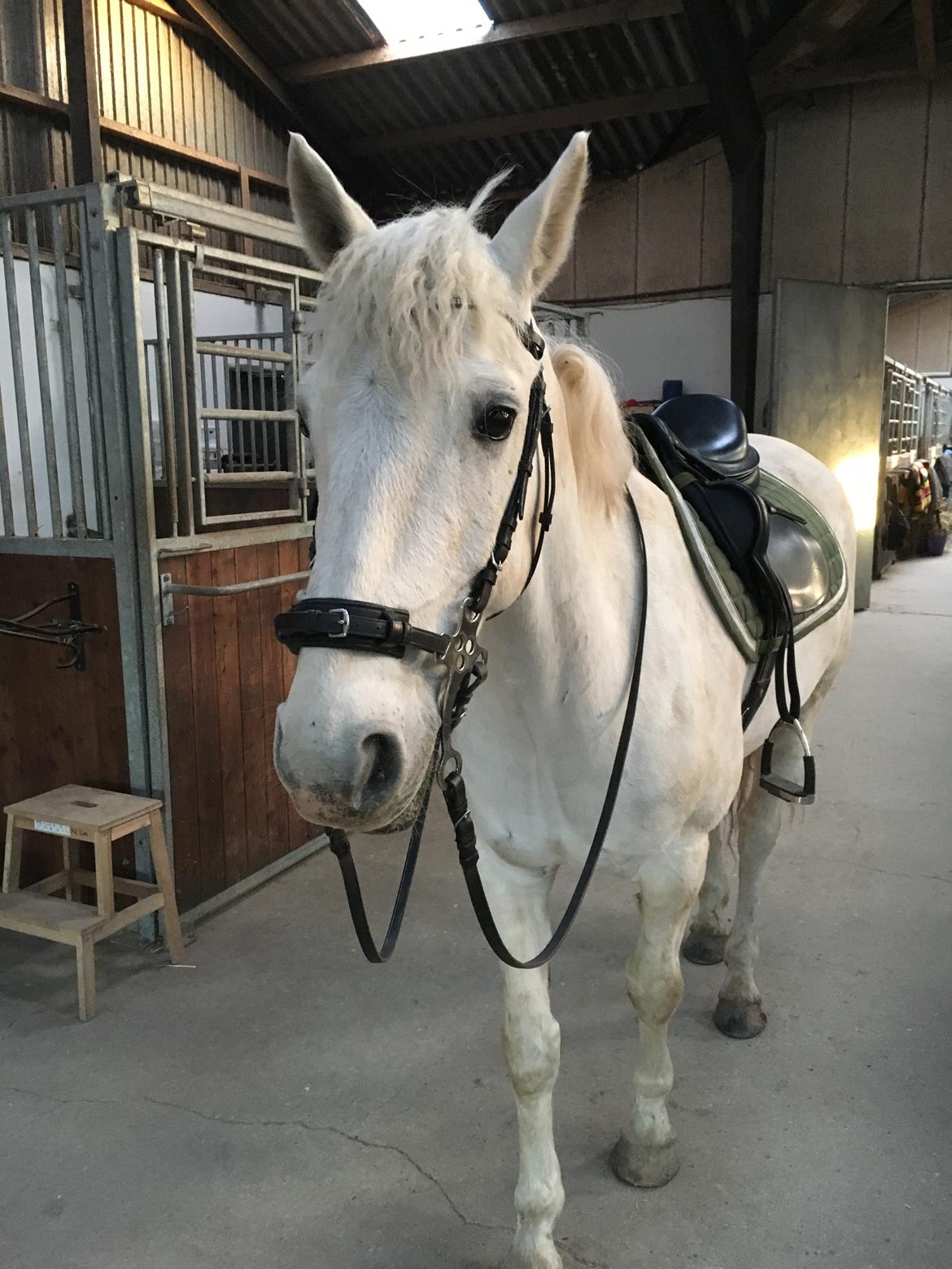 Connemara CURRAGHVIEW CHARLIE [Tidl. Lånepony] billede 18