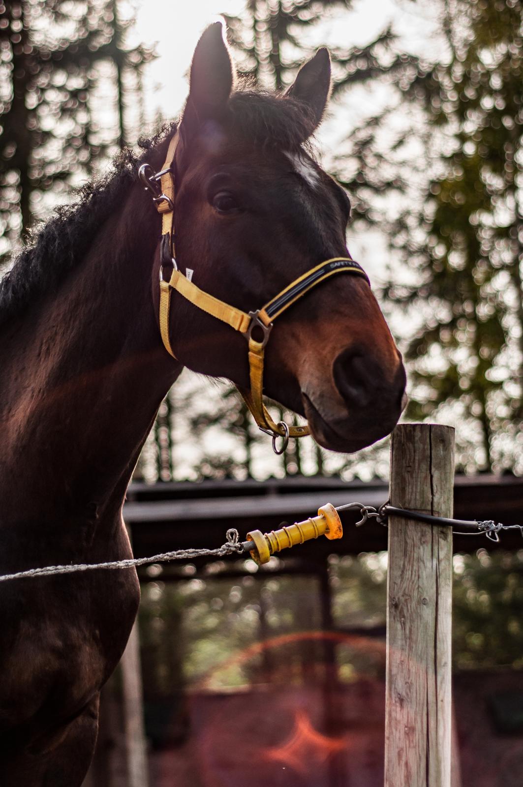 Dansk Varmblod Farmand's Premiere billede 14