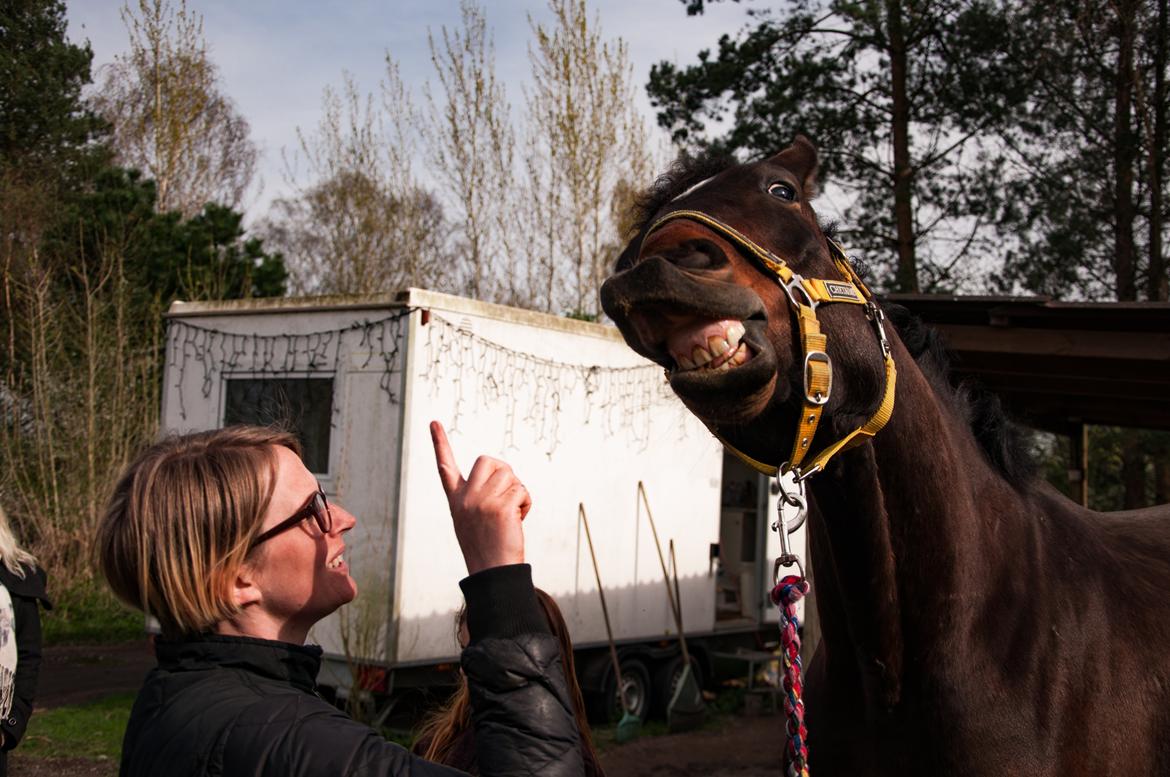 Dansk Varmblod Farmand's Premiere billede 15
