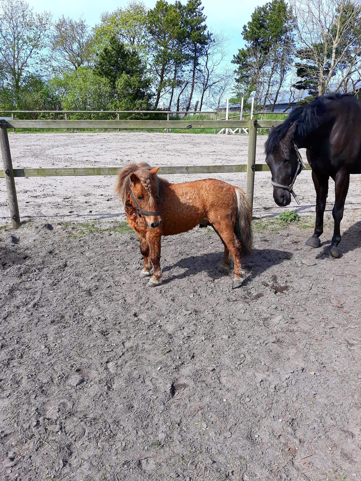 Shetlænder Turbo billede 1