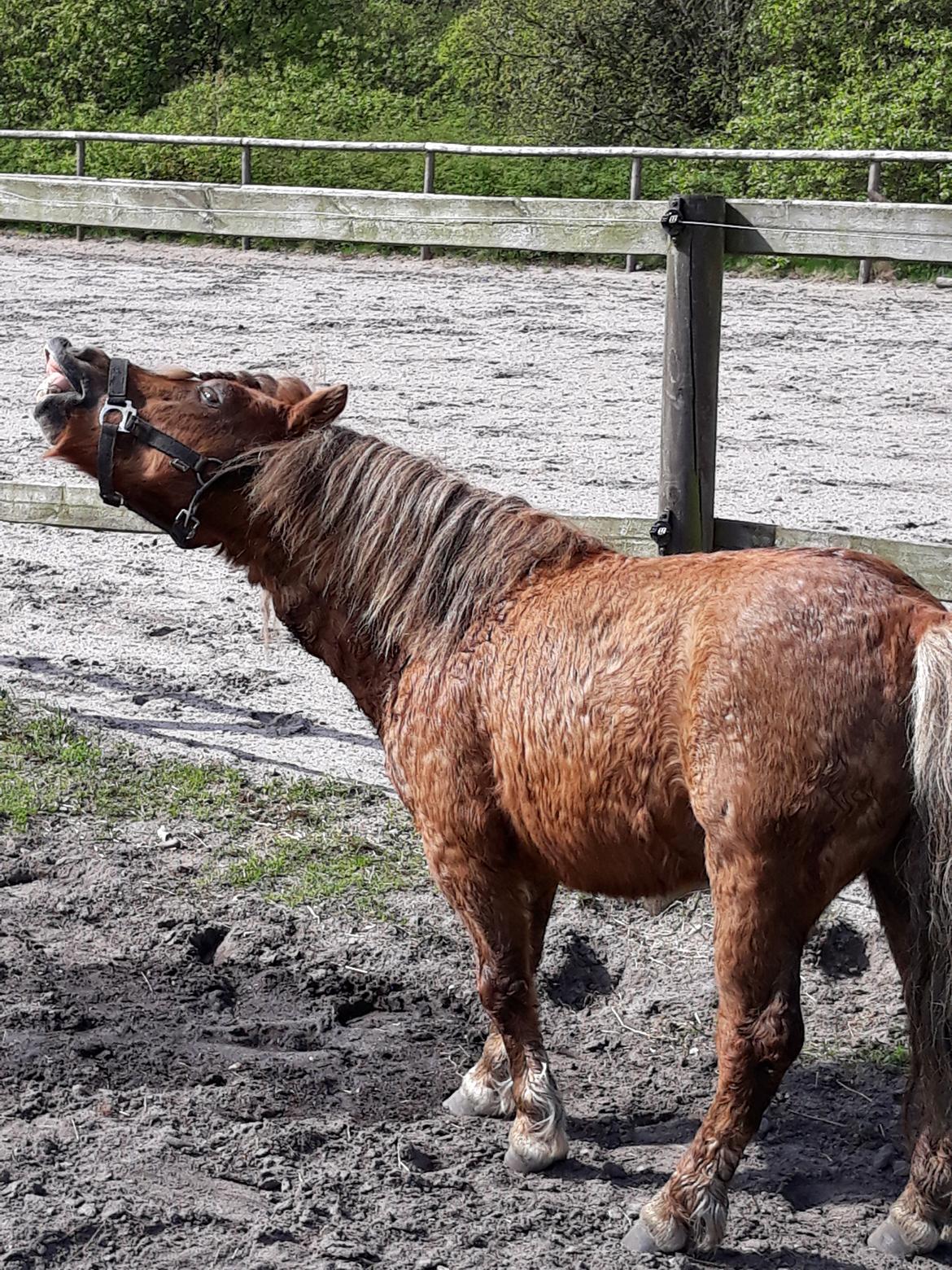 Shetlænder Turbo billede 2