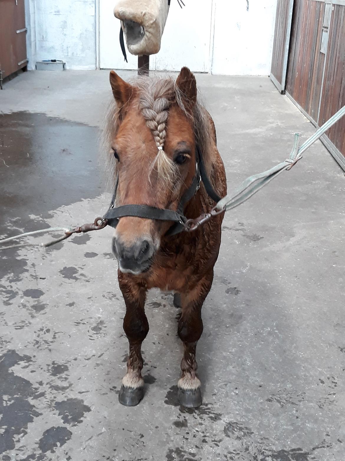 Shetlænder Turbo billede 3