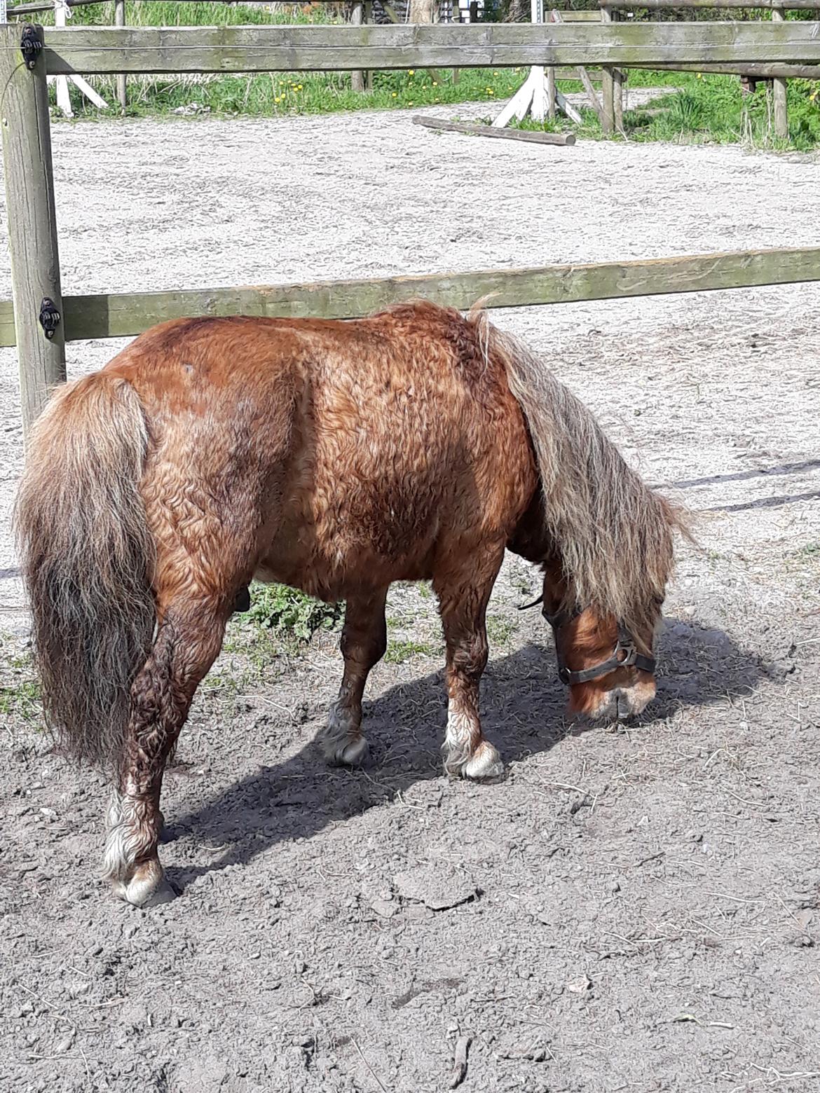 Shetlænder Turbo billede 4