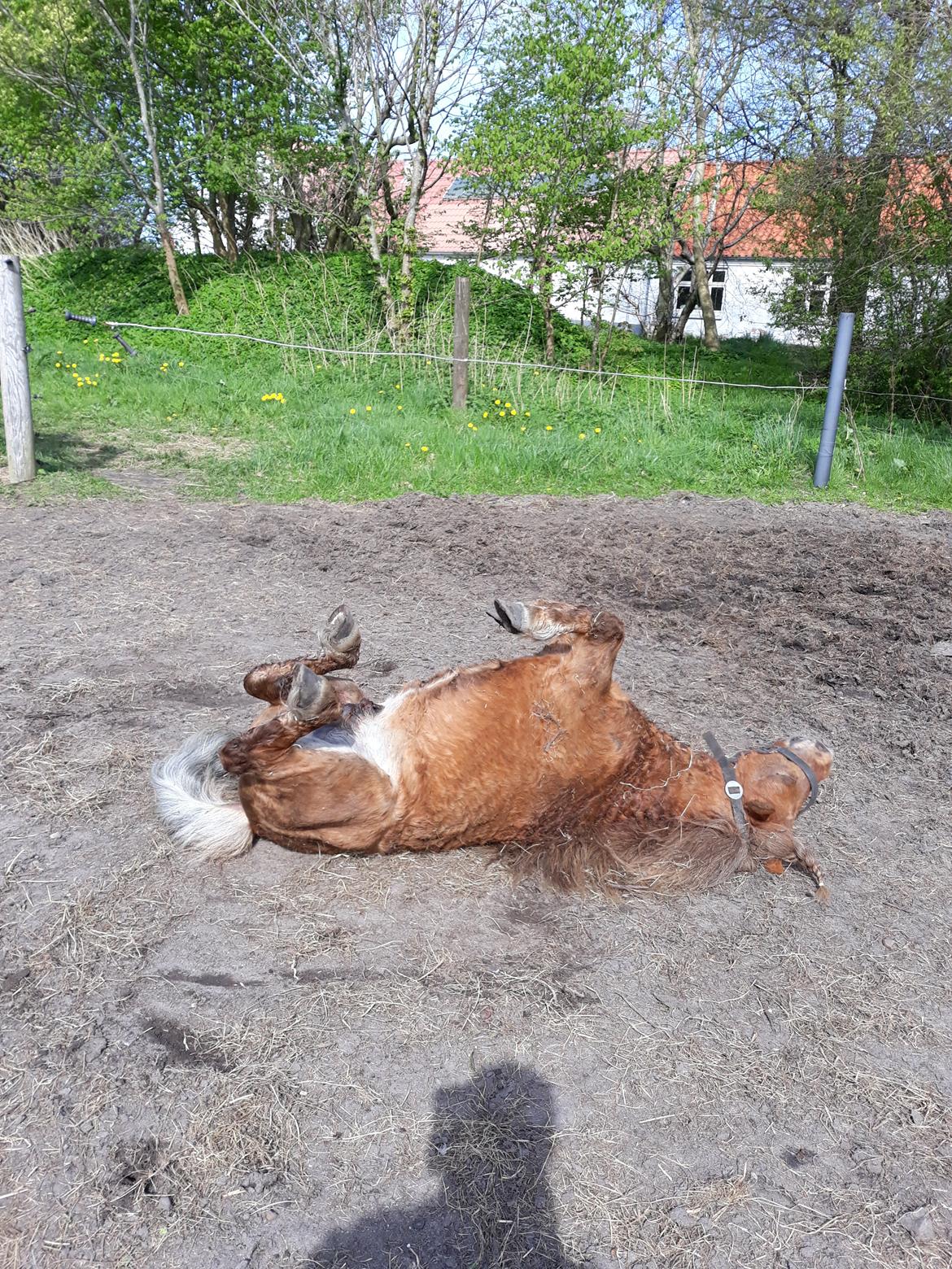 Shetlænder Turbo billede 5