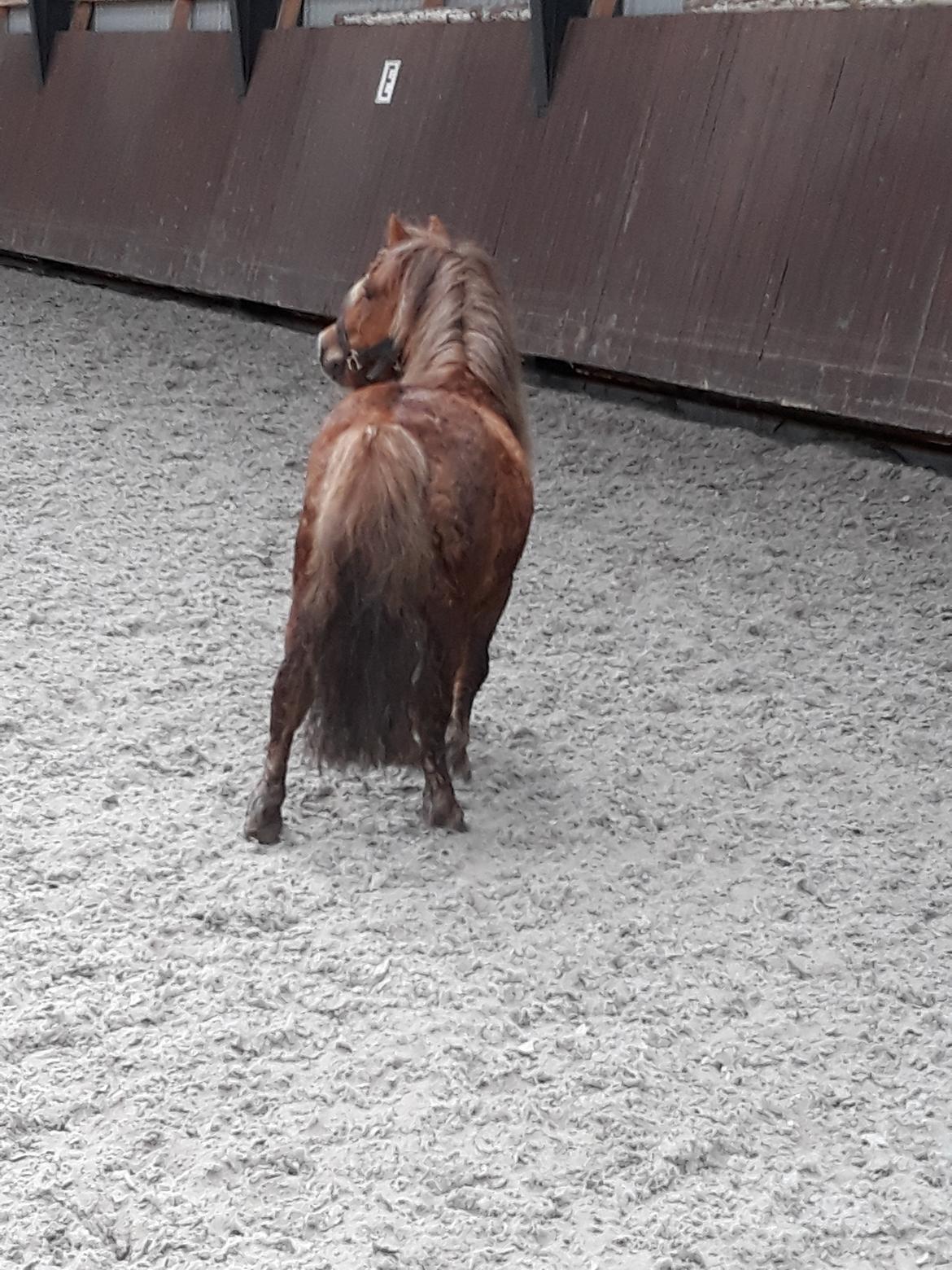 Shetlænder Turbo billede 6