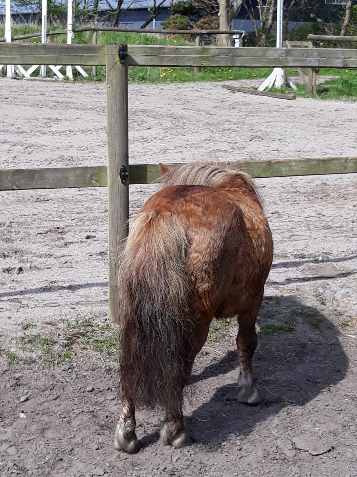 Shetlænder Turbo billede 7