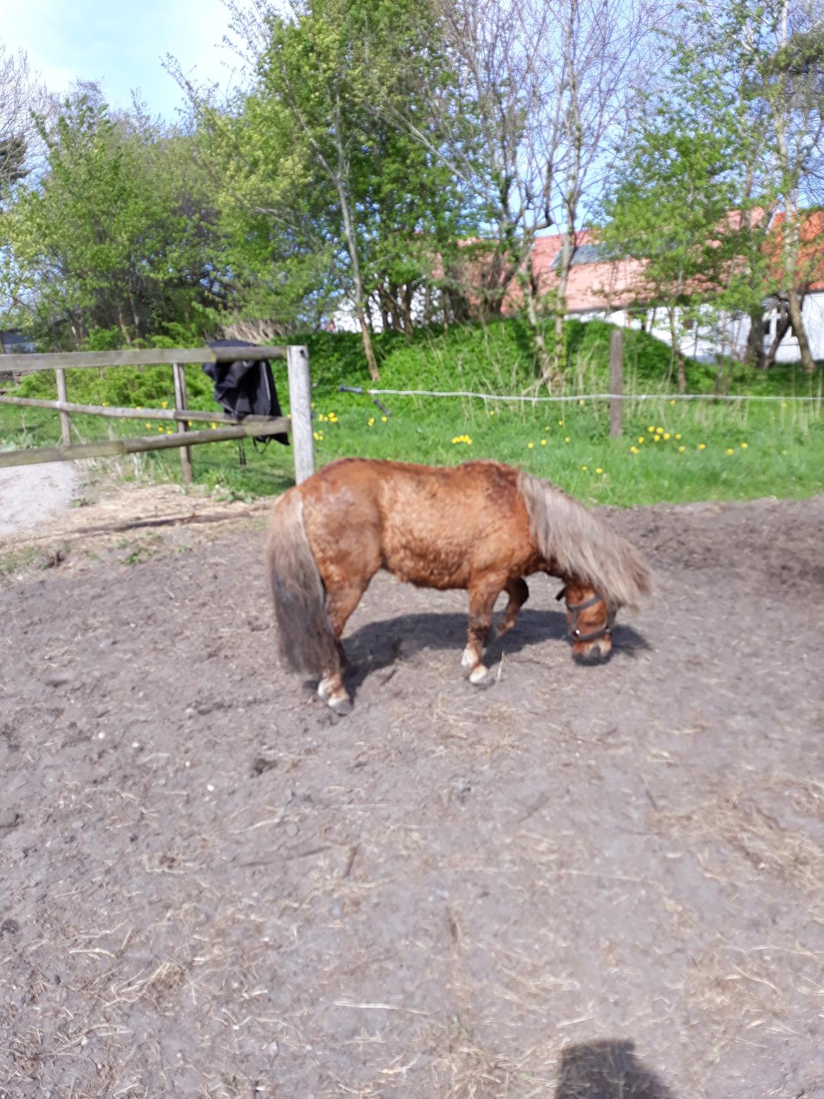 Shetlænder Turbo billede 8