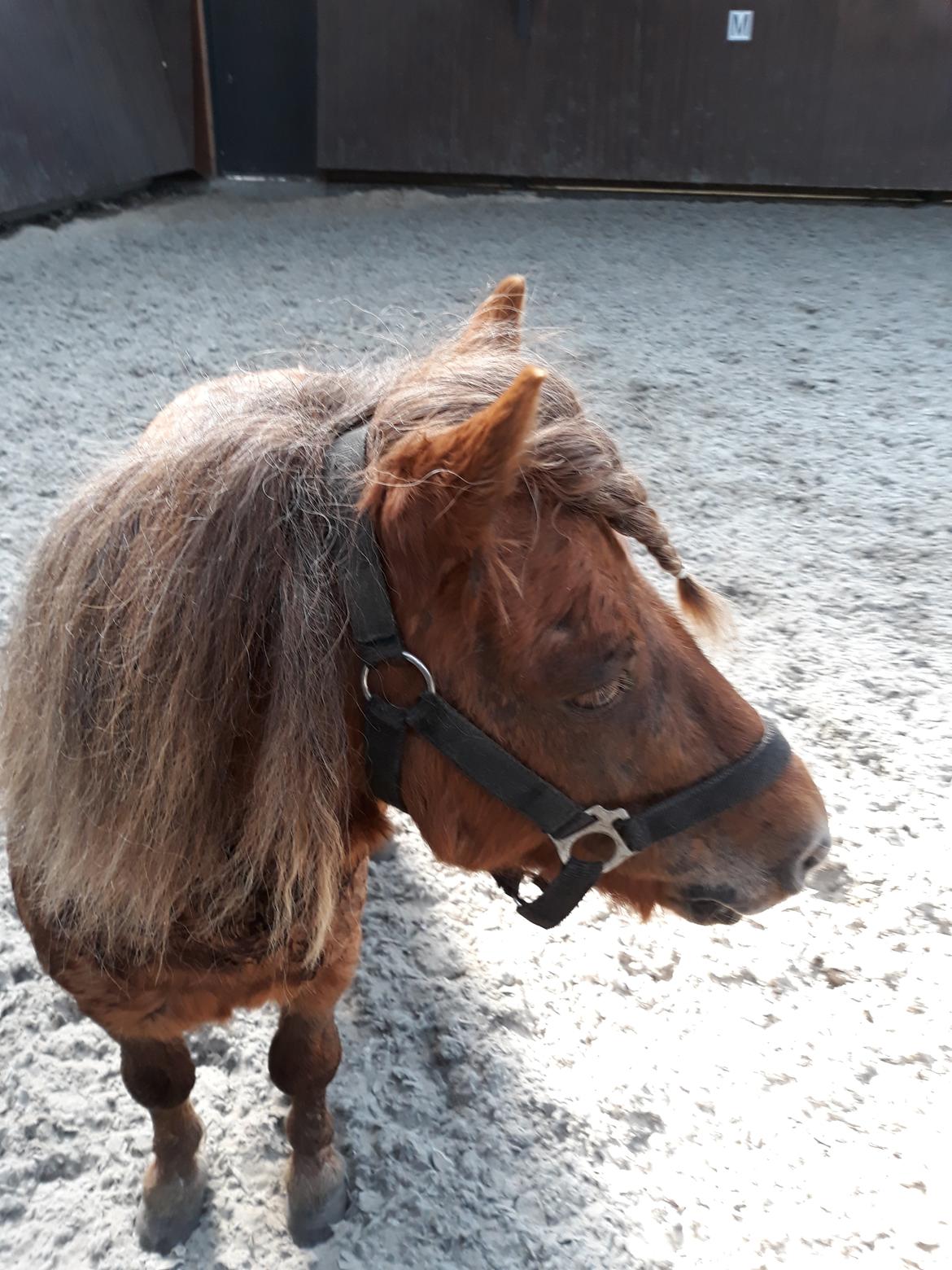 Shetlænder Turbo billede 10