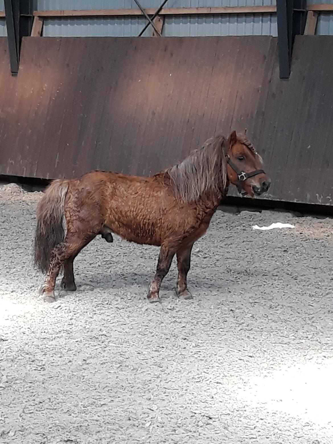 Shetlænder Turbo billede 11