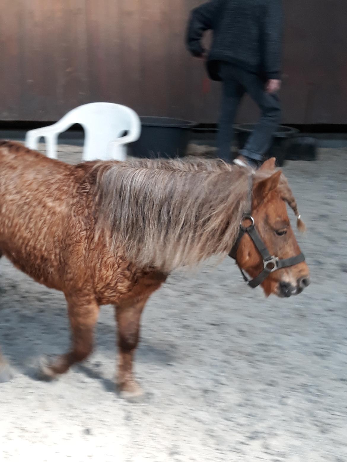 Shetlænder Turbo billede 9