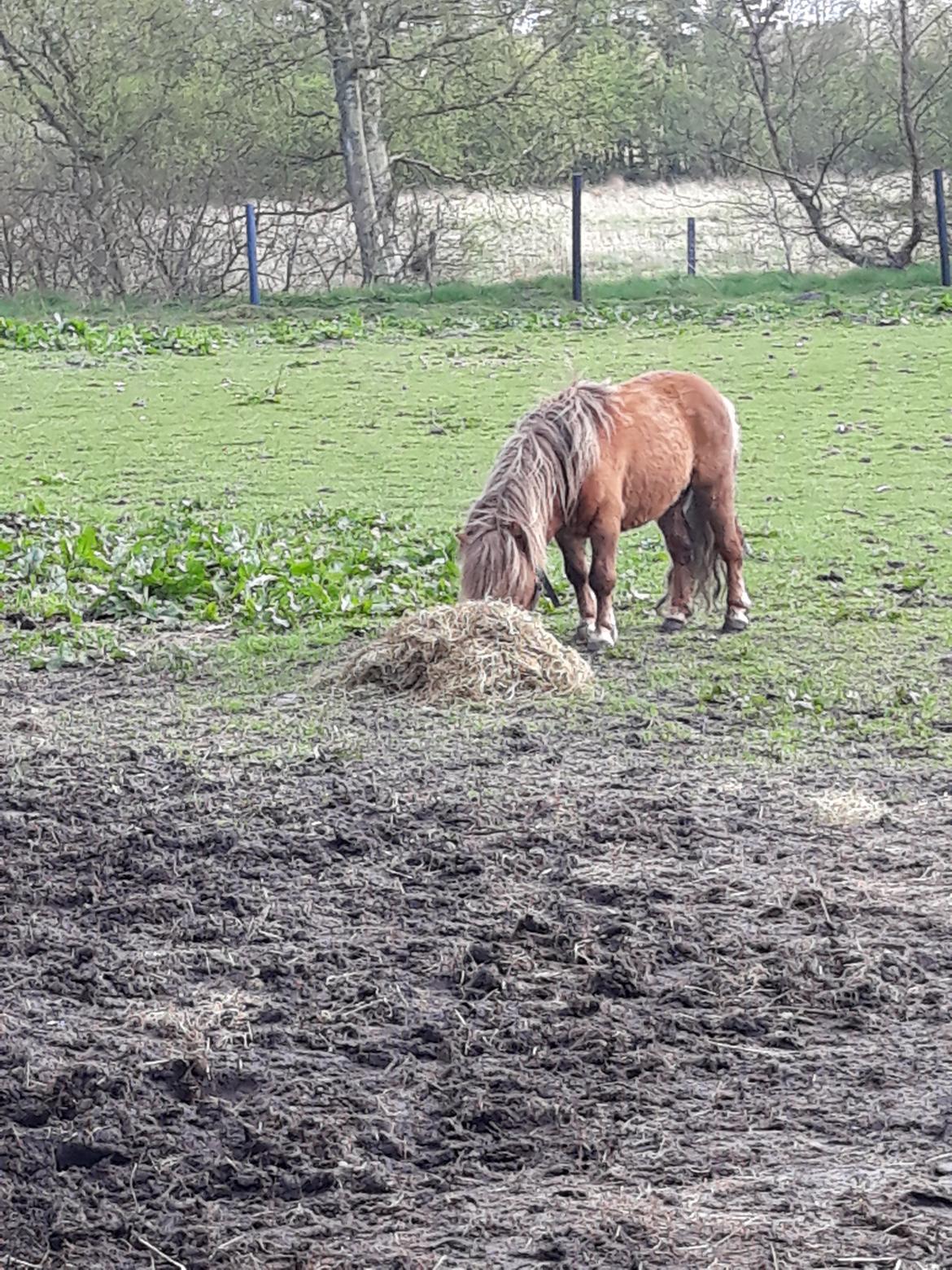 Shetlænder Turbo billede 12