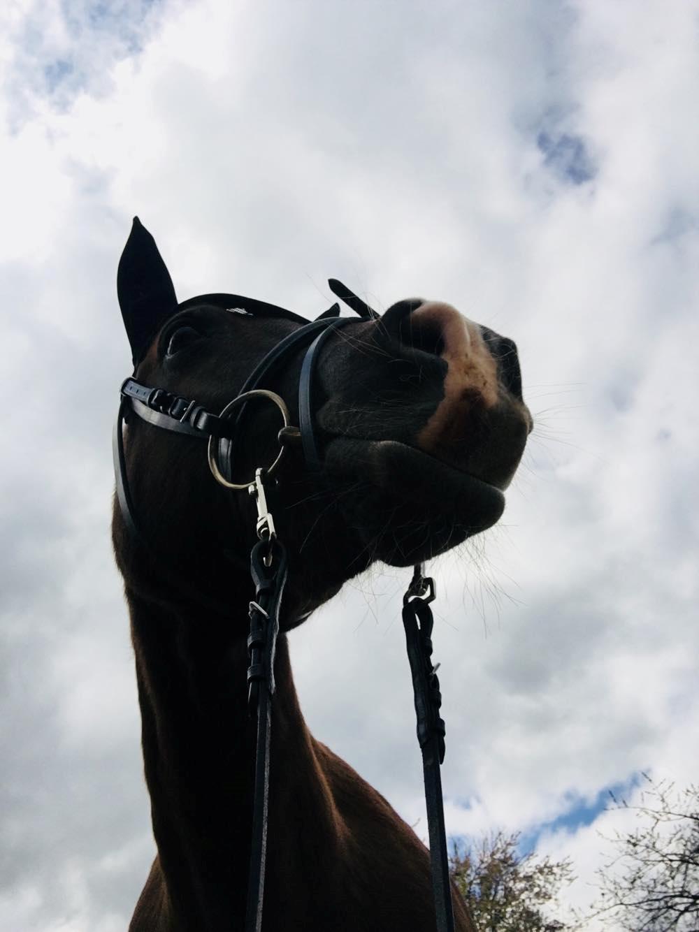 New Forest Kærgaardens Chili billede 2