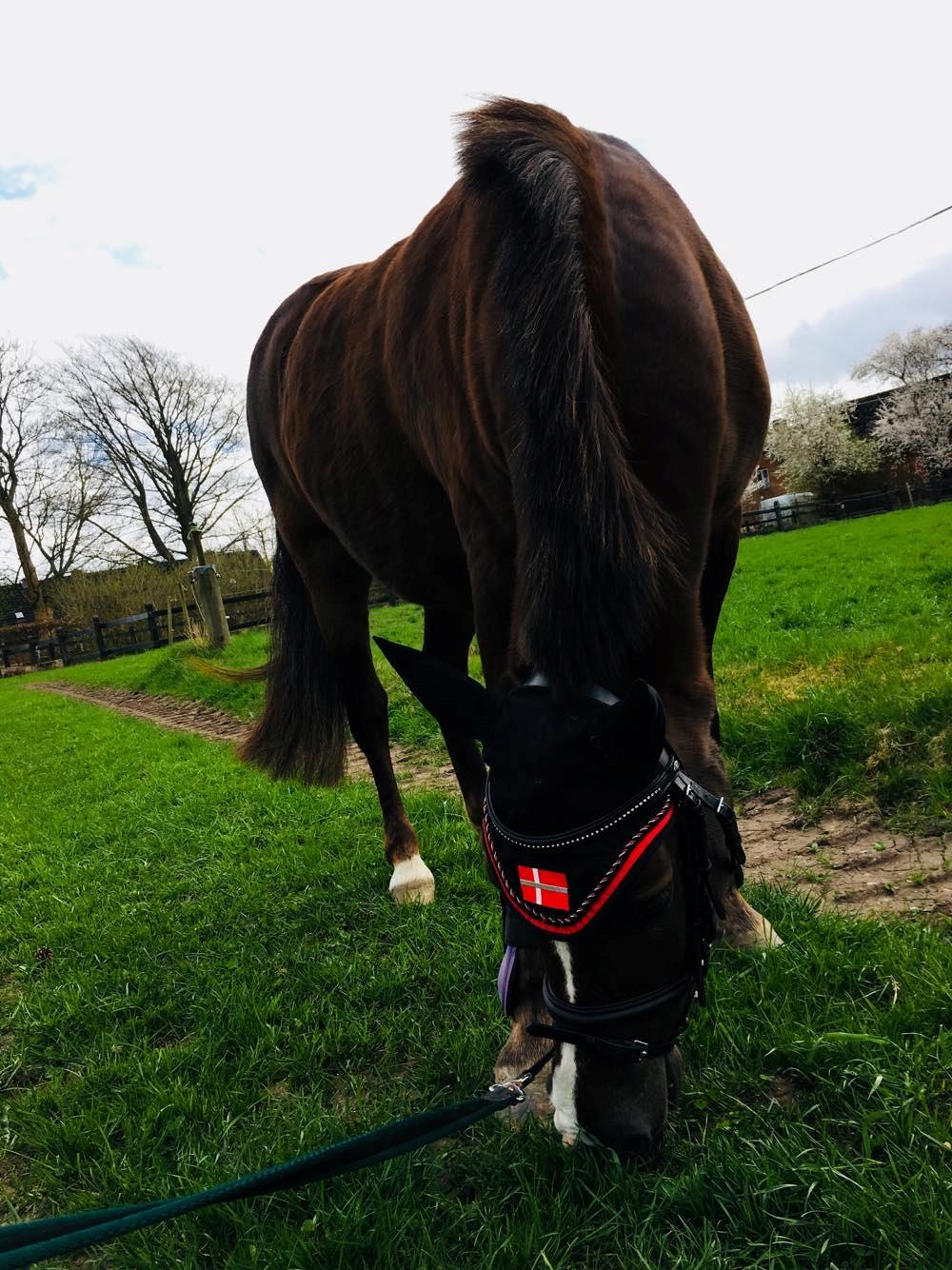 New Forest Kærgaardens Chili billede 3