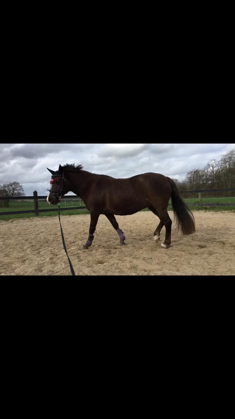 New Forest Kærgaardens Chili billede 11