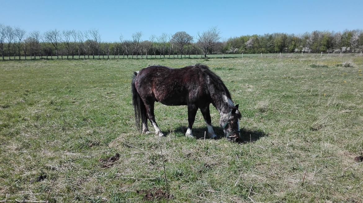 Anden særlig race Chico ( Bamse Far) Himmel pony ( savnet altid ) billede 1