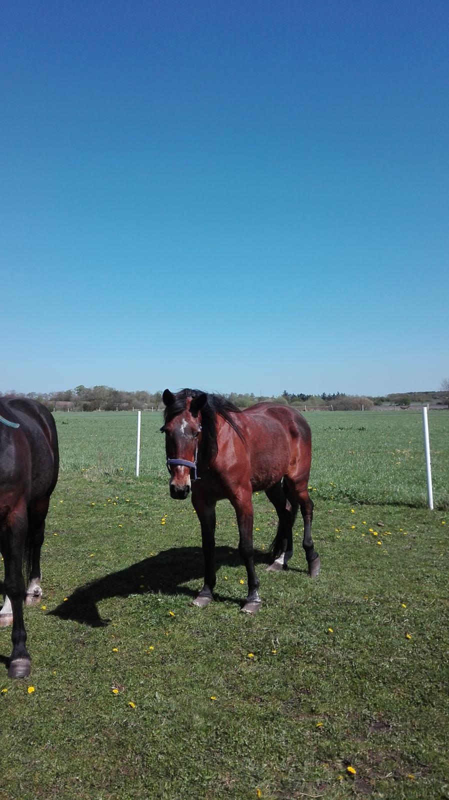 Traver Dear Marika  Himmel hest ( savnet meget) billede 1